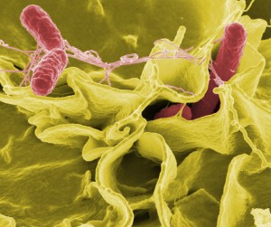 Color-enhanced scanning electron micrograph showing <em>Salmonella typhimurium</em> (red) invading cultured human cells. (Credit: Rocky Mountain Laboratories,NIAID,NIH) 