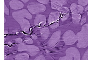 Cracks propagate through metallic glass by following shear bands, which in this micrograph look like wrinkles in cloth. The featureless blobs in the picture are a second, crystalline phase of the metal, but if these barriers are not properly spaced to halt crack propagation, the metal can fail disastrously. (Click on image for best resolution.)   