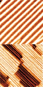 These piezoresponse force microscopy images of bismuth ferrite thin films show ordered arrays of 71 degree domain walls (top) and 109 degree doman walls (bottom). By changing the polarization direction of the bismuth ferrite, these domain walls give rise to the photovoltaic effect. (Image from Seidel, et. al.)