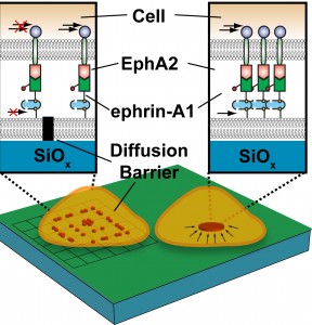 Metal lines embedded into a silica membrane beneath a cell act as a diffusion barrier, impeding the mobility of EphA2/ephrin-A1 signaling complexes so that they accumulate along the boundaries of the barrier. Without the barrier, the complexes are transported to a centralized location within the cell. 