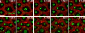 Time-lapse monitoring of a zebrafish embryo during cell division. The embryo was microinjected with azido sugars shortly after fertilization and allowed to develop for 10 hours then reacted with DIFO. Top right of each image shows elapsed time (h:min:sec). Red marks the DIFO signal around the cell membrane, green identifies cell nuclei. (Image from Bertozzi group)