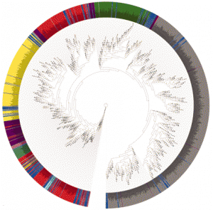 Phylogenetic analysis of 16S Ribosomal DNA sequences with Human Microbiome Project microbes highlighted in blue shows the distribution of these human symbiants around the microbial tree of life. Phylum are separated by color as follows: yellow, Actinobacteria; dark green, Bacteroidetes; light green, Cyanobacteria; red, Firmicutes; cyan, Fusobacteria; dark red, Planctomycetes; gray, Proteobacteria; magenta, Spirochaetes; light pink, TM7; tan, Tenericutes. (Image courtesy of Human Microbiome Project)