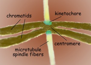A kinetochore is the multi-protein structure in which microtubule spindle fibers engage chromosomes to align and separate them equally between daughter cells during cell division.(Image courtesy of Nogales group)