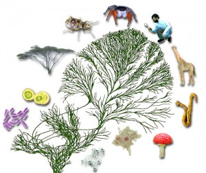 Despite having gone their separate ways at least a billion years ago, plants and animals have developed remarkably similar mechanisms for detecting the molecular signatures of infectious organisms. (Image courtesy of Tree of Life Web Project)