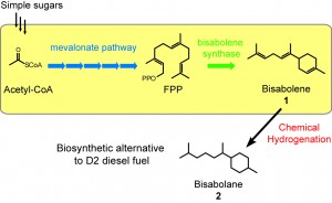 This diagram shows the steps for synthesizing bisabolane, an alternative to D2 diesel, from the chemical hydrogenation of bisabolene, which is metabolized in microbes via an engineered mevalonate pathway, (Image from Pamela Peralta-Yahya )