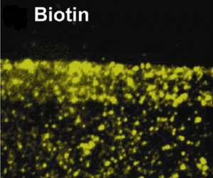 Gold nanoparticles embedded in a lipid bilayer membrane can be coupled to biomolecules for the study of specific cellular functions. Here gold nanoparticles have been coupled to biotin (vitamin B7), which plays an essential role in cell growth. (Groves, et. al)