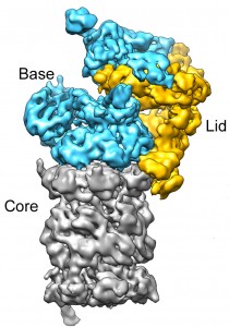Berkeley researchers have provided the most detailed look ever at the “regulatory particle” used by proteasomes to identify and degrade proteins that have been marked for destruction. The particle features 19 sub-units that are organized into two sub-complexes, a “lid” and a “base.”