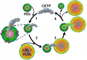 (1) The N-terminal of CETP penetrates HDL to its cholesterol core. (2) Upon interaction of the C-terminal with LDL/VLDL, molecular forces  at either end of CETP cause the formation of pores at the distal ends of the N- and C-terminals. (3) These created pores connect with CETP’s central cavities to form a tunnel for the transfer of cholesterol to LDL/VLDL, which (4) reduces HDL in size.