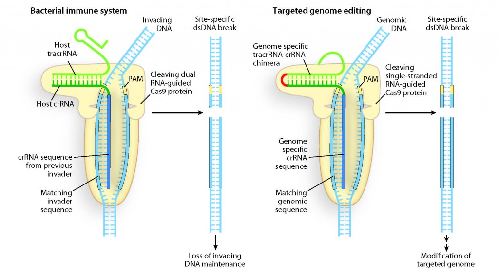 Programmable DNA scissors: A double-RNA structure in the bacterial immune system has been discovered that directs Cas9 enzymes to cleave and destroy invading DNA at specific nucleotide sequences. This same dual RNA structure should be programmable for genome editing. (Image by H. Adam Steinberg, artforscience.com)