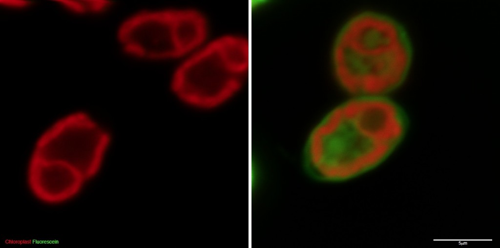 Proof that it works. In the left microscopy image, obtained during a control experiment, a green fluorescent tracer called fluorescein is not delivered inside algae cells when the tracer is only mixed with the molecular transporter. In the right image, fluorescein is successfully delivered inside algae cells when it’s covalently linked to the molecular transporter.