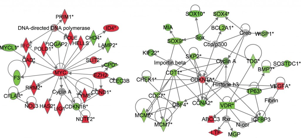 Differences in how mice respond to low-dose radiation one month after exposure are revealed in these gene-interaction networks. The left network, from mice that are sensitive to radiation-induced cancer, shows that many genes that control cell division are up-regulated (as marked in red). The right network, from cancer-resistant mice, shows that many genes are down-regulated (as marked in green). 