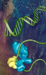 Berkeley researchers found that the “rearranged” state of the lobe A (yellow)section of the horseshoe-like TFIID transcription factor enables TFIID to bind with DNA (green) and start the process by which DNA is copied into RNA. 