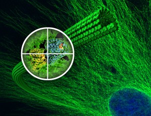 Eva Nogales cover The most detailed look ever at the assembly and disassembly of microtubules, tiny fibers of tubulin protein that play a crucial role in cell division, provides new insight into the success of the anti-cancer drug Taxol.