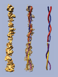 threesquigglylines These higher-magnification views of a tip link include a molecular model traced into the three-dimensional structure, revealing the link’s twisting configuration.