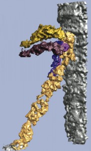 tiplink Hearing hinges on this nano-sized structure. Electron tomography was used to develop this surface rendering of a segmented tip link interconnecting two stereociliary membranes. The main tip link is shown in gold. Strands connecting the tip link and membrane are rendered in purple. The stereociliary membranes are portrayed in silver.