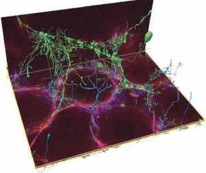 To learn how neural networks work, it helps to build one. This 3-D network, developed using micron-sized beads, may advance what scientists know about the brain, disease-fighting drugs, and computer architecture.]