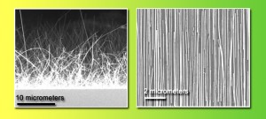 Randomly oriented nanowires, on the growth substrate at left, are having a “bad hair day.” But after contact printing, the nanowires on the receiver substrate are highly 