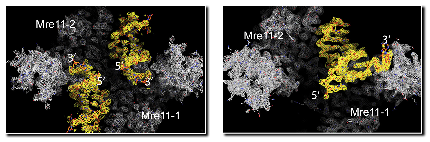 Mre11 proteins initiate the repair of double-strand breaks in DNA, either on two ends of broken DNA brought together (synaptic complex at left) or at the site of a collapsed fork in replicating DNA (branching complex at right). The detailed structural information in these models was mostly obtained from protein crystallography of Mre11 dimers bound to DNA.