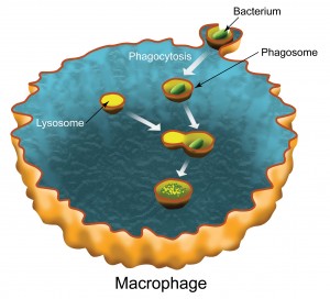 Phagocytosis is the process by which a macrophage type white blood cell engulfs a bacterium in a membrane-bound shell called a phagosome. The phagosome fuses with a lysosome which carries digestive enzymes that destroy the bacterium.