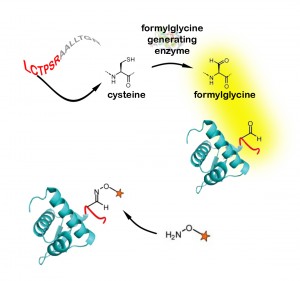 DNA for the core sequence of six amino acids – leucine, cysteine, threonine, proline, serine, and arginine (red letters) – is cloned into the gene for the recombinant protein at the locus to be chemically modified. The cell’s own FGE converts the cysteine in the sequence to formylglycine, outfitting the protein with an aldehyde group. Synthetic molecules (starred) that are specially equipped to react with the aldehyde group modify the protein at that site and no other. Many kinds of proteins can be tagged in this way; “generic” proteins are pictured here. 