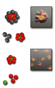 From the bottom up: after cell types labeled with red and green dye markers are joined, the resulting 3-D structures are purified to eliminate unreacted cells (center). More cells can then be added to form even more complex structures (top). There is no theoretical limit to the number of different cell types that can be assembled; microtissues with three or four different kinds of cells should be quite practical.  