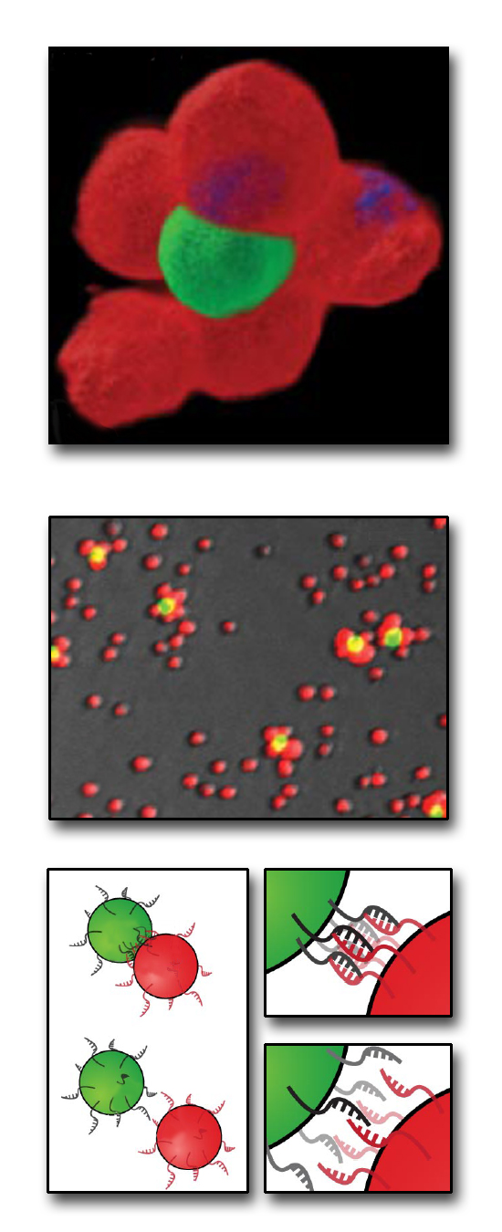 <b>From the bottom up:</b> how to build a microtissue. At bottom, cells bearing complementary single strands of DNA on their surfaces react with each other to form stable cell–cell contacts. At center are Jurkat cells stained red or green, the colors labeled with different, complementary DNA sequences and combined at a ratio of 50 (red) to 1 (green). At top, the two cell types are shown joined in a 3-D multicellular structure. 