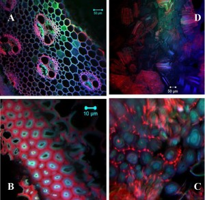 These fluorescence images of a stem of switchgrass treated with EmimAc ionic liquid shows the section (a) before treatment (b) 20 minutes after treatment (c) 50 minutes after treatment and (d) two hours after treatment when the organized plant cell wall structure has been completely broken down.