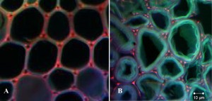 These confocal fluorescence images of a  switchgrass plant cell wall show (a) before pretreatment with the EmimAc ionic liquid and (b) 10 minutes after treatment, in which the cell has swollen in size, a prelude to its dissolution.