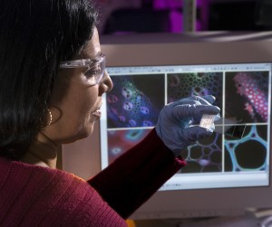 Seema Singh is biophysicist with Sandia National Laboratories who direct the Materials Science and  Dynamic Studies of Biomass Pretreatment program within the Deconstruction Division of the Joint BioEnergy Institute.