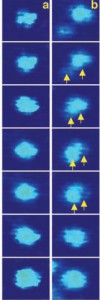 These TEM images show comparisons between the nanocrystal growth trajectories of monomer attachments (a) and coalescence events (b). Distinct contrast changes - highlighted with arrows indicating recrystallization - were observed in the coalesced particle but not in monomers. Despite different trajectories, final nanocrystals are the same.