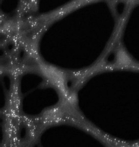 This STEM image, obtained using NCEM’s Tecnai at a resolution of 0.14 nanometers, shows the platinum particles (white dots) and their locations on carbon nanotubes and DNA strands. The Tecnai's nano-analytical capability was also used to determine the compositions of the nano-particles in the sample.