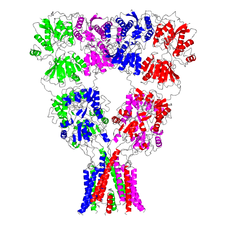 This computer-generated model of a rat glutamate receptor is the first complete portrait of this important link in the nervous system. At the top of the Y-shaped protein, a pair of molecules splay outward like diverging prongs. The bottom section, which is embedded in a neuronal membrane, houses the ion channel. The resolution of this image is 3.6 angstroms per pixel, or just under four ten-billionths of a meter per image unit. 