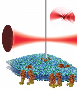 By placing a nanowire cantilever in the focus of a laser beam and detecting the resulting light pattern, scientists at the Molecular Foundry could use atomic force microscopy to non-destructively image the surface of a biological cell (green and blue structure) and the proteins (shown in brown) associated with it. (Illustration by Flavio Robles, Berkeley Lab Public Affairs)