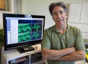 Berkeley Lab cell biologist Paul Yaswen led a study in which it was shown that radiation exposure can alter the environment surrounding human breast cells so that future cells are more likely to become cancerous. (Photo by Roy Kaltschmidt, Berkeley Lab Public Affairs)