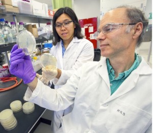 Harry Beller (foreground) and Ee-Been Goh of the Joint BioEnergy Institute  have identified a trio of bacterial enzymes that can help convert plant sugars into hydrocarbon compounds for the production of green transportation fuels.  (Photo by Roy Kaltschmidt, Berkeley Lab Public Affairs)