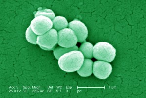 The bacterium Micrococcus luteus harbors a three-gene cluster that encodes for enzymes essential to the  synthesis of alkenes. (Image courtesy of the Centers for Disease Control and Prevention)