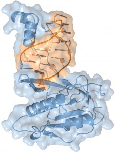 The crystal structure of the Csy4 enzyme (blue) bound to  a crRNA molecule (orange). The crRNA contains nucletotide sequences that match those of foreign DNA from a virus or plasmid, enabling it to target and silence the invaders. (Image courtesy of the Doudna group)