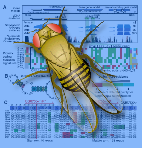 The Drosophila transcriptome group found thousands of never-before-discovered genes, regulatory elements, and alternate gene splicings. (Click on image for best resolution) 