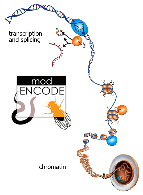 The modENCODE project examines both the roundworm and the fruit fly as model organisms for understanding how to read genomes, including the human genome. Berkeley Lab researchers have concentrated on the Drosophila transcriptome, all the RNAs produced by transcription, and on the physical and chemical organization of the chromatin that makes up Drosophila’s chromosomes.  