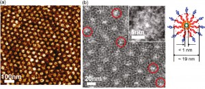 Image (a) is an AFM image of a polymer membrane whose dark core corresponds to organic nanotubes. (b) is a TEM showing a sub-channeled membrane with the organic nanotubes circled in red. Inset shows zoomed-in image of a single nanotube. (Image from Ting Xu)