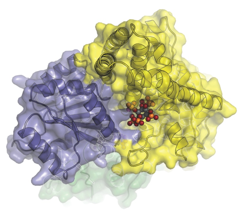 The closest look yet at the molecular machinery that helps transport messenger RNA from a cell’s nucleus. In this image, Dbp5 (blue-grey) and Gle1 (yellow) are glued together by IP6 (colored spheres). (Image courtesy of Karsten Weis’s and James Berger’s labs)