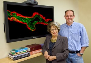 Mina Bissell and Mark LaBarge, with Berkeley Lab’s Life Sciences Division, have been studying the ability of cell communities to self-organize themselves with respoect to one another into tissue. (Photo by Roy Kaltschimdt, Berkeley Lab Public Affairs)