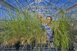 Sustainable low carbon fuels from plant biomass will be a key to meeting California’s greenhouse gas emission goals. (Photo by Roy Kaltschmidt, Berkeley Lab Public Affairs)