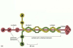 Laminin is famous for being shaped like a cross but it should be valued for its role in preventing cancer development. (Image from National Institutes of Health)