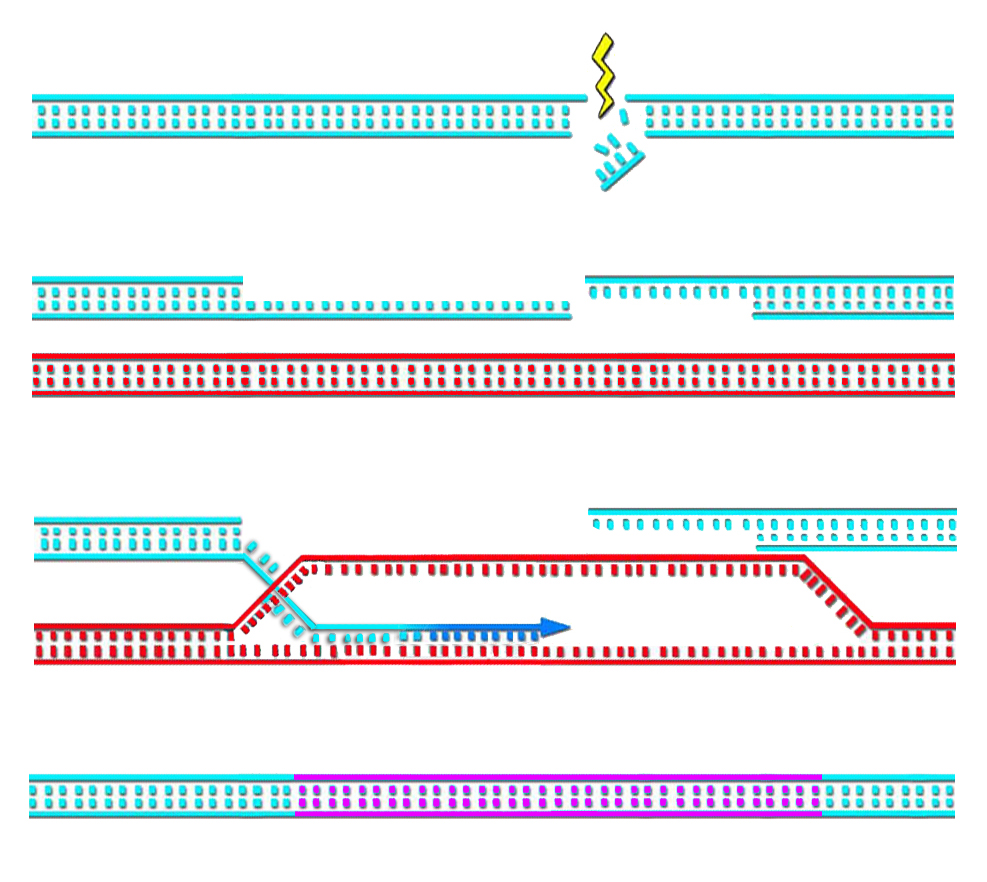 In this highly simplified and abbreviated impression of homologous repair, proteins (not shown) first trim back the ends of the broken strands (‘resection’), which are recognized by other proteins including ATRIP. Still more proteins, including Rad51, are recruited to form filaments that invade a neighboring chromatid or homologous chromosome having the complementary sequence. Both filaments use these templates (only one filament is shown working here) to accurately reproduce the damaged double strand. 