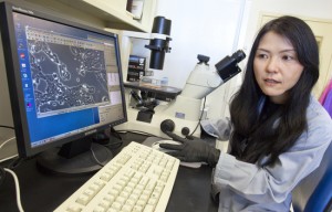 Saori Furuta in the research group of Mina Bissell found that normal breast cells, secrete the protein interleukin 25 to kill nearby breast cancer cells. (Photo by Roy Kaltschmidt, Berkeley Lab Public Affairs)