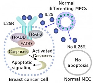 This schematic shows the cytotoxic activity of IL-25 on breast cancer cells that express IL-25 receptor (IL-25R). Nonmalignant mammary epithelial cells (MECs) do not express IL-25R and are resistant to apoptosis induced by IL-25, whereas cancer cells that express IL-25R are susceptible to IL-25–induced apoptosis. (Image courtesy of Saori Furuta)