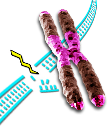 Heterochromatin (purple) accounts for a third of the chromatin in both humans and fruit flies. Some heterochromatin forms the telomeres that cap the ends of the chromatids, and much is concentrated near the centromere, where sister chromatids are joined. Accurate repair of double-strand breaks in heterochromatin is challenging, because most of its DNA consists of short, repeated sequences. 