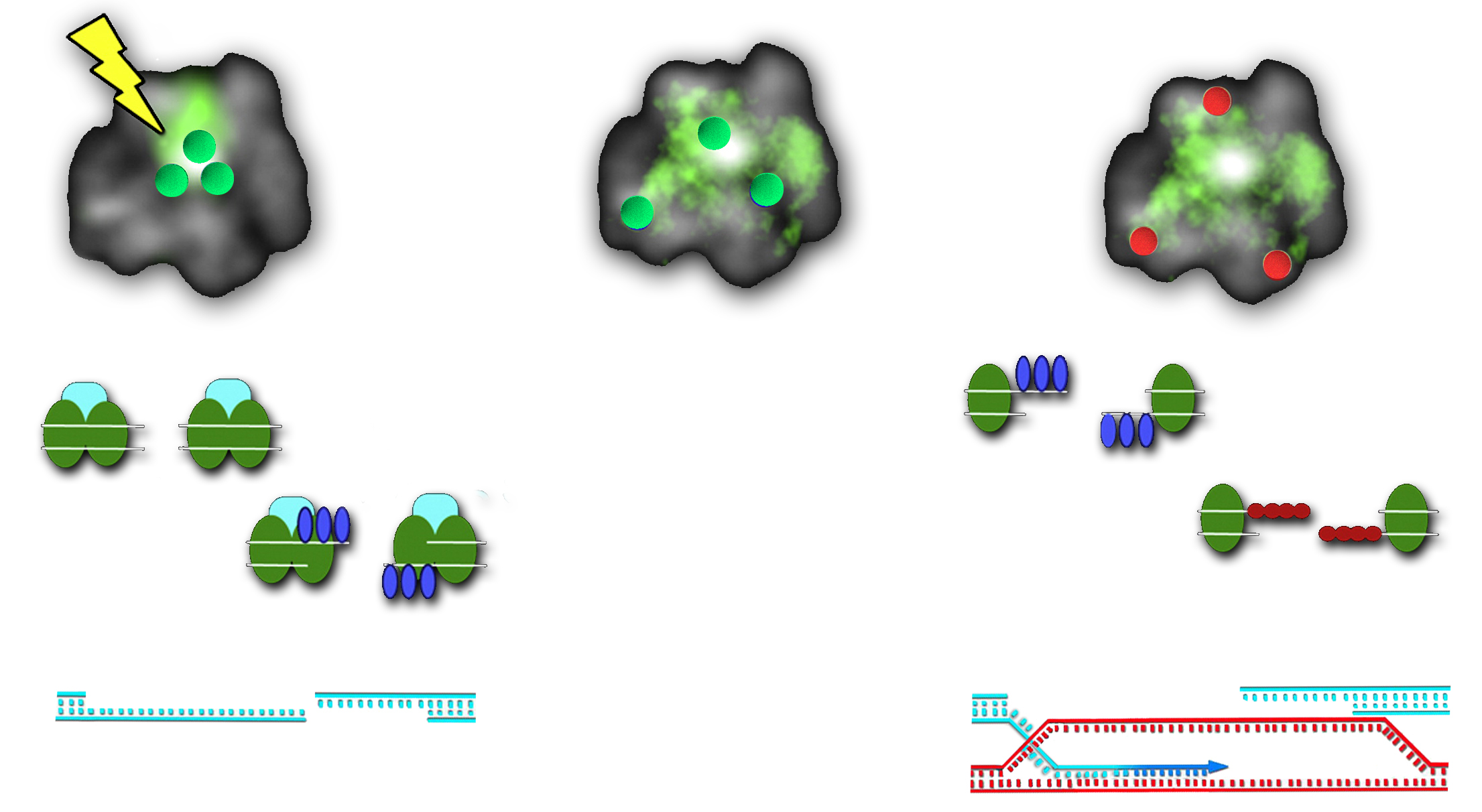 At left, when double-strand breaks occur in heterochromatin DNA, proteins including HP1a and Smc5/6 gather at sites needing repair (blue and green). (HP stands for heterochromatin protein; SMC stands for structural maintenance of chromosomes.) The first stage of repair, resection, occurs immediately, but meanwhile the heterochromatin domain is rapidly expanding and Smc5/6 prevents the arrival of other repair proteins (center). Once the break sites have moved outside the domain, Rad51 (red) can go to work helping filaments invade complementary DNA to finish the homologous repair job (right).
