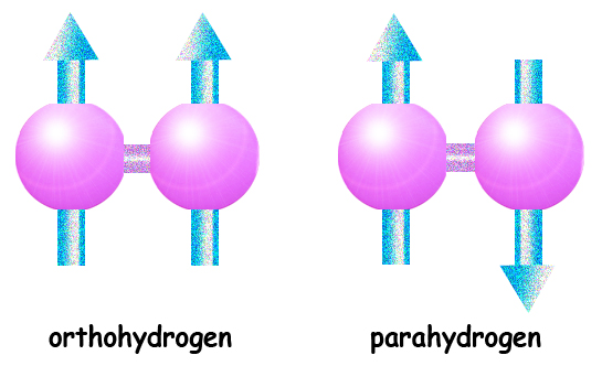 Hydrogen molecules consist of two hydrogen atoms that share their electrons in a covalent bond. In an orthohydrogen molecule, both nuclei are spin up. In parahydrogen, one is spin up and the other spin down. The orthohydrogen molecule as a whole has spin one, but the parahydrogen molecule has spin zero. 
